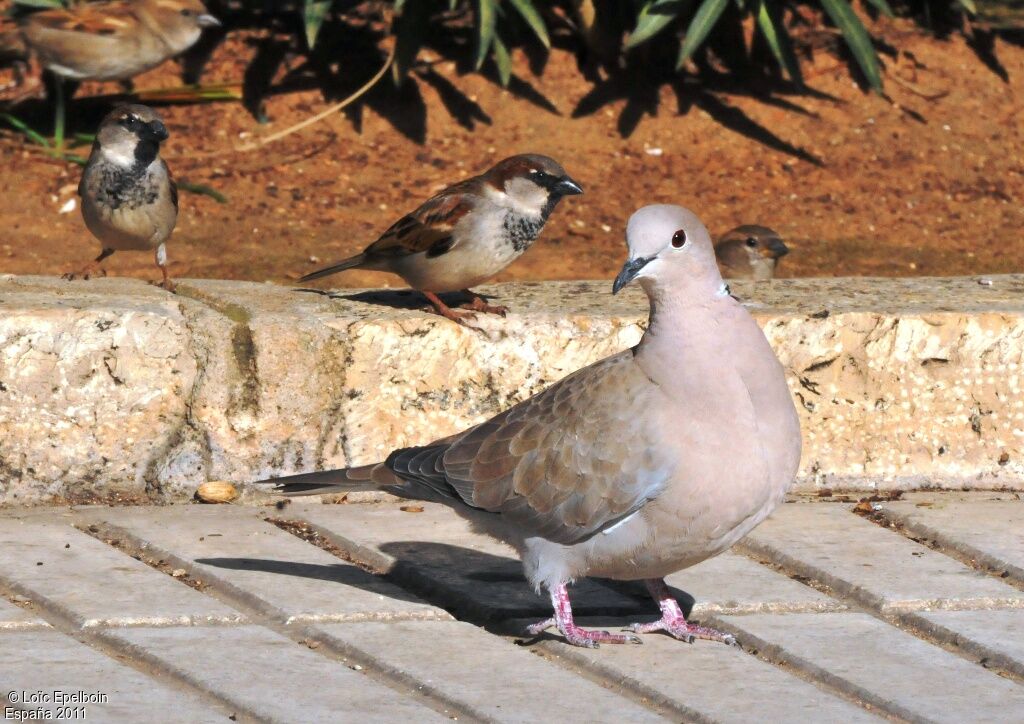 Eurasian Collared Dove