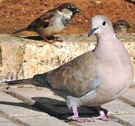 Eurasian Collared Dove