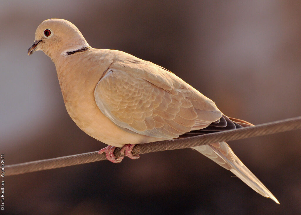 Eurasian Collared Dove