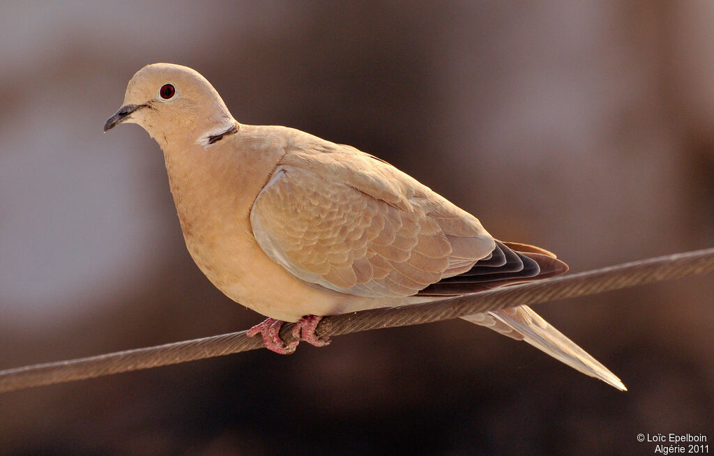 Eurasian Collared Dove