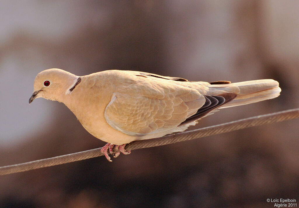 Eurasian Collared Dove