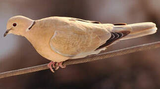 Eurasian Collared Dove