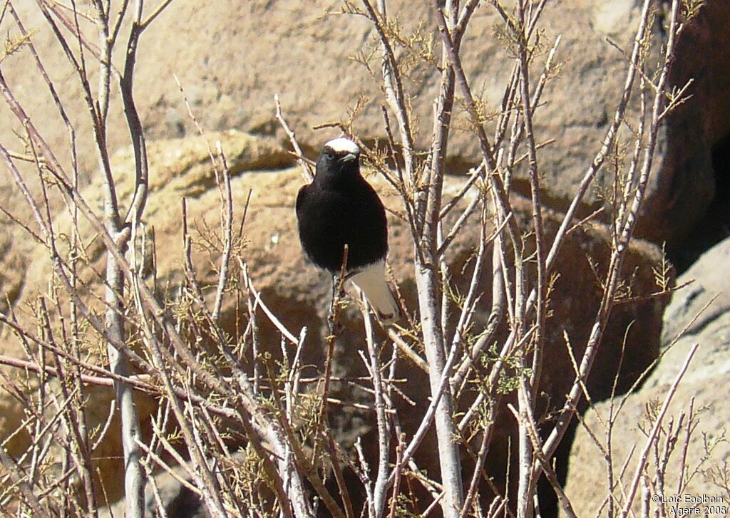 White-crowned Wheatear