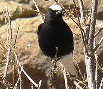 White-crowned Wheatear