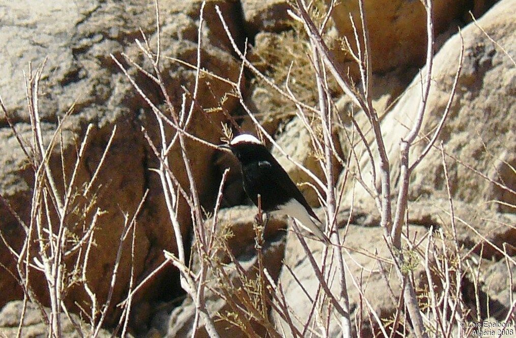 White-crowned Wheatear