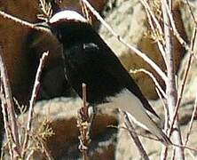 White-crowned Wheatear