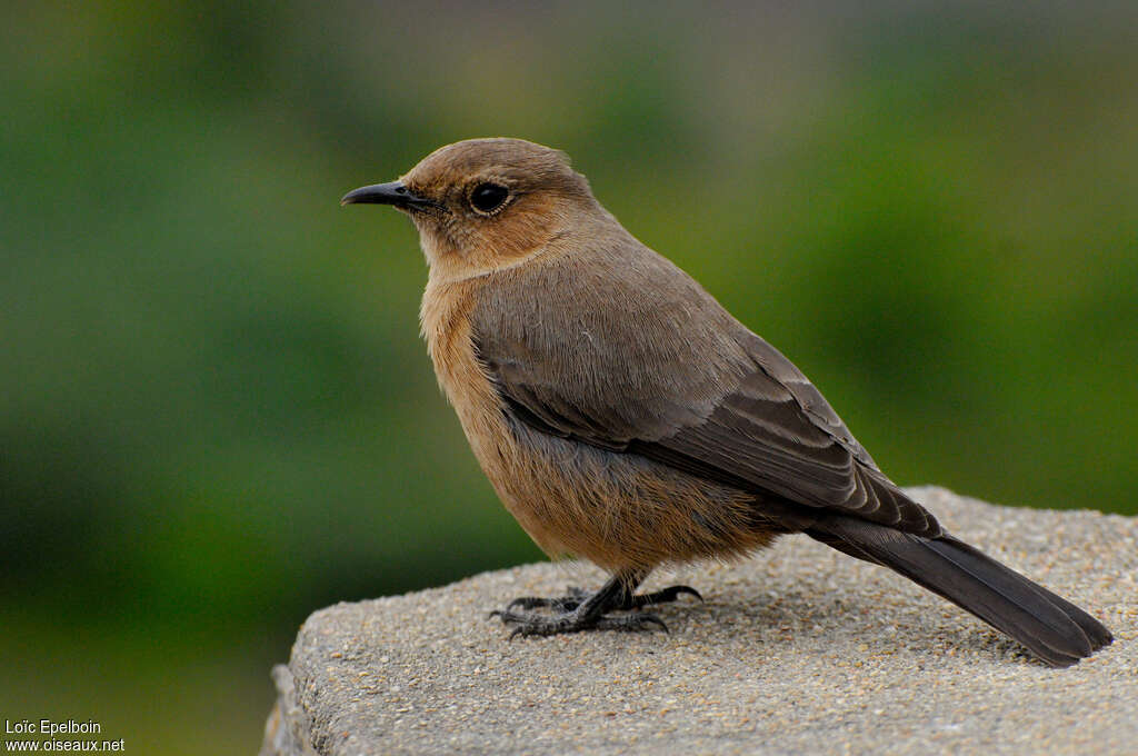 Traquet bistréadulte, identification