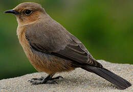 Brown Rock Chat