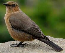 Brown Rock Chat