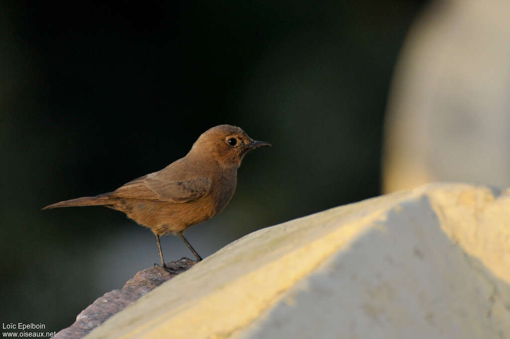 Brown Rock Chatadult