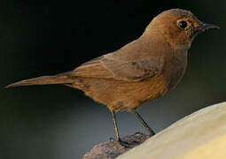 Brown Rock Chat