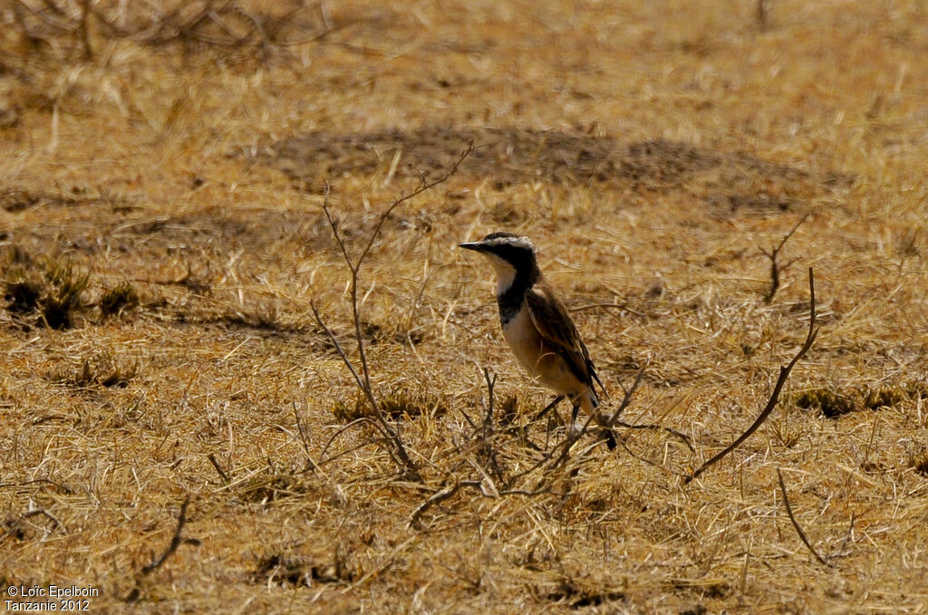 Capped Wheatear