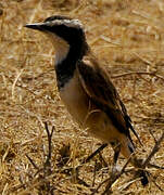 Capped Wheatear