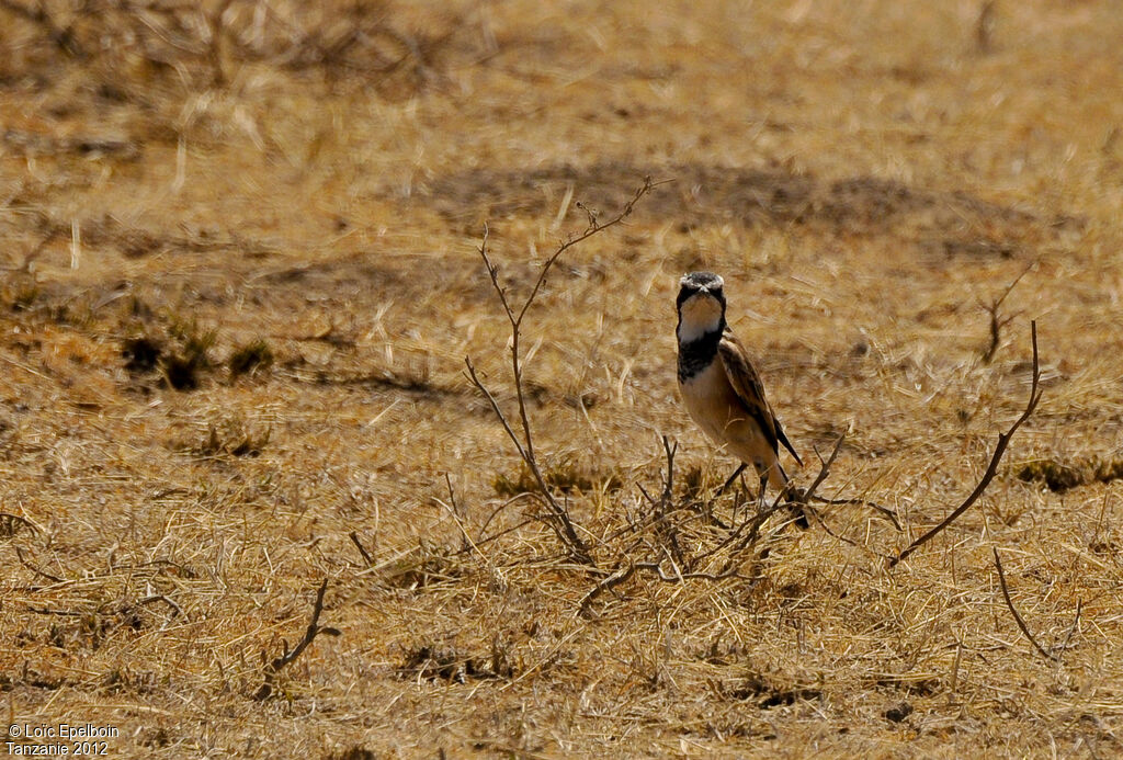 Capped Wheatear