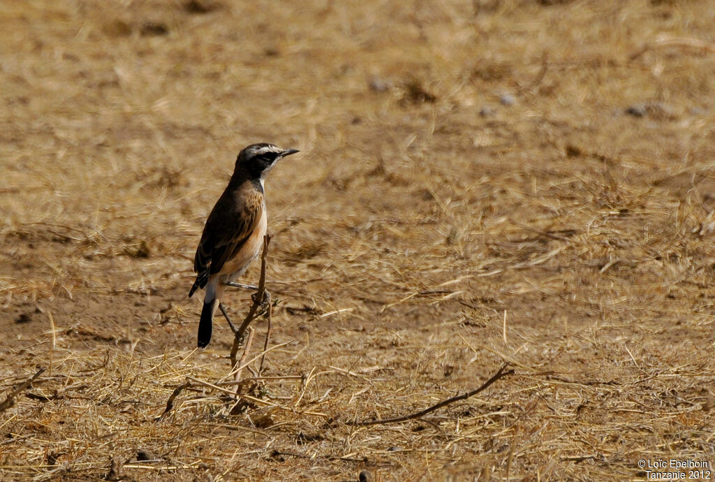 Capped Wheatear