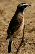 Capped Wheatear