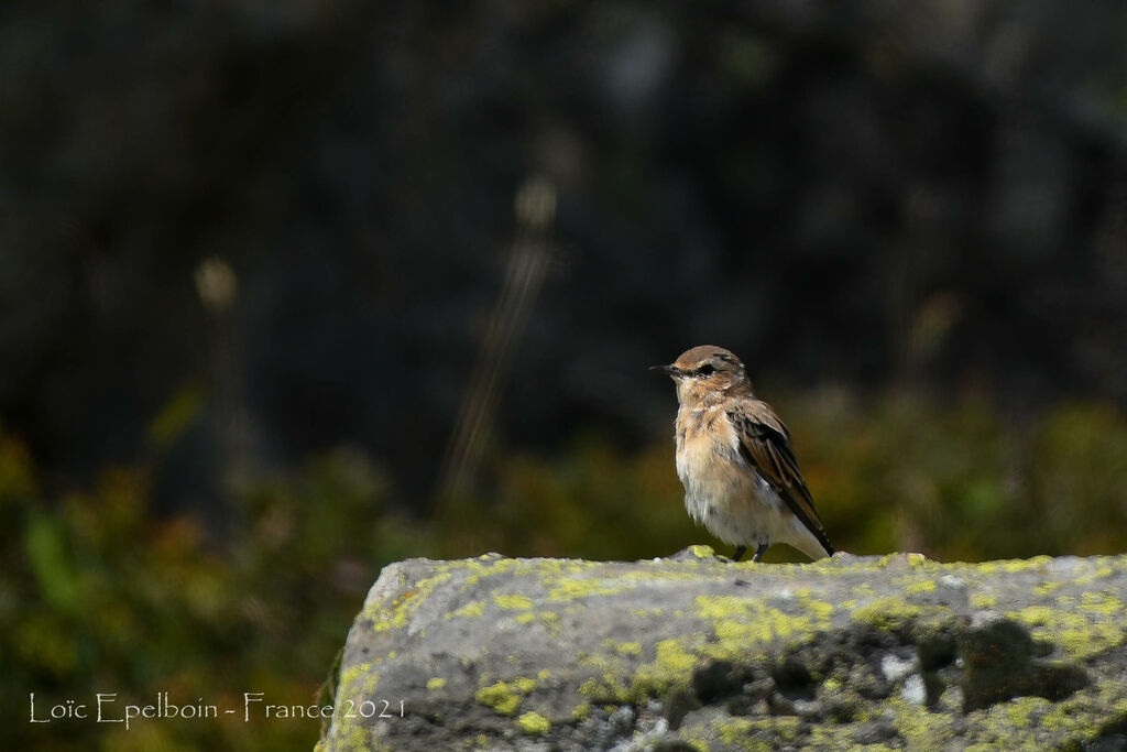 Northern Wheatear