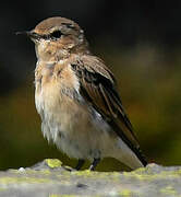 Northern Wheatear