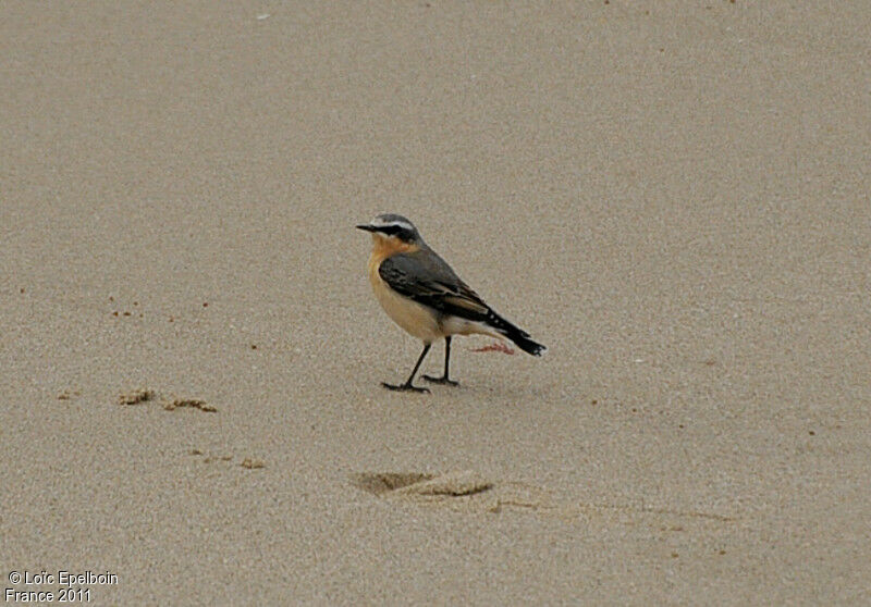 Northern Wheatear