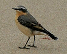 Northern Wheatear