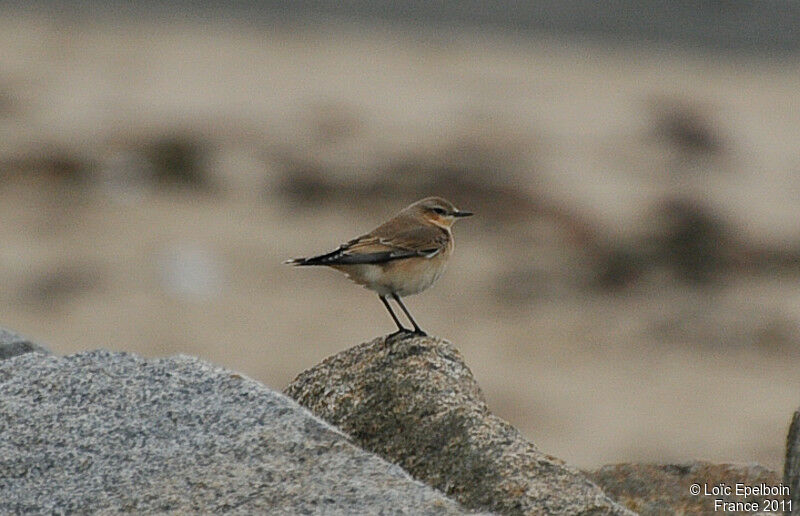 Northern Wheatear