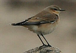 Northern Wheatear