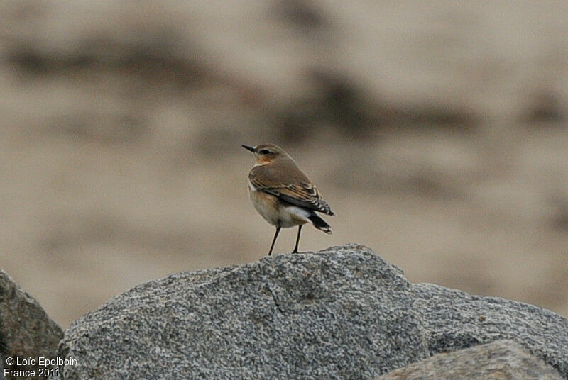 Northern Wheatear