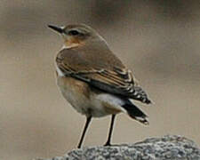 Northern Wheatear