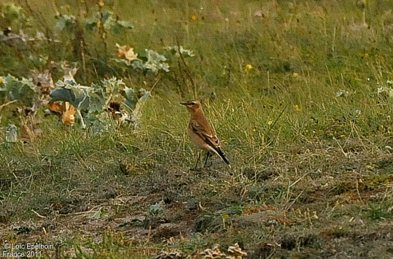 Northern Wheatear