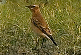 Northern Wheatear