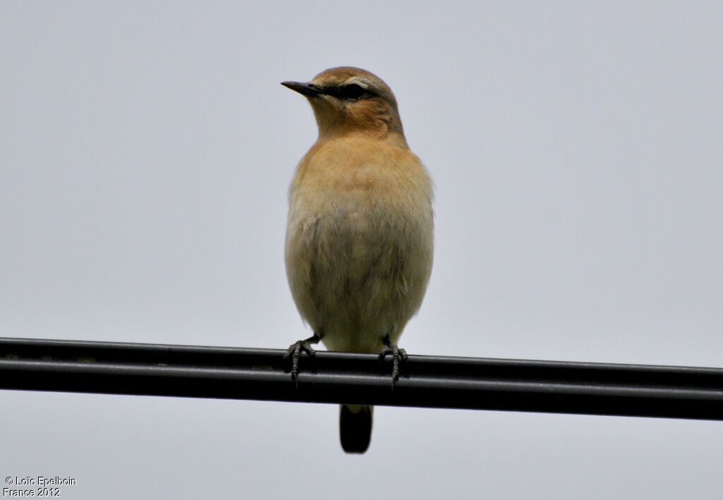 Northern Wheatear