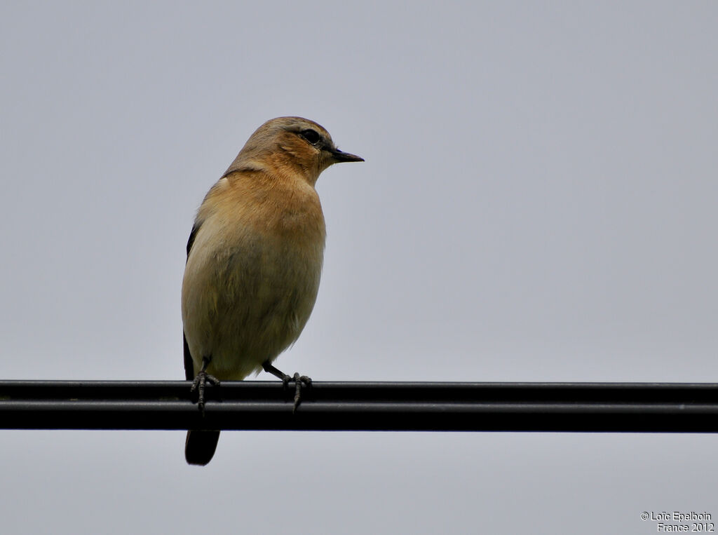 Northern Wheatear