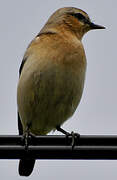 Northern Wheatear