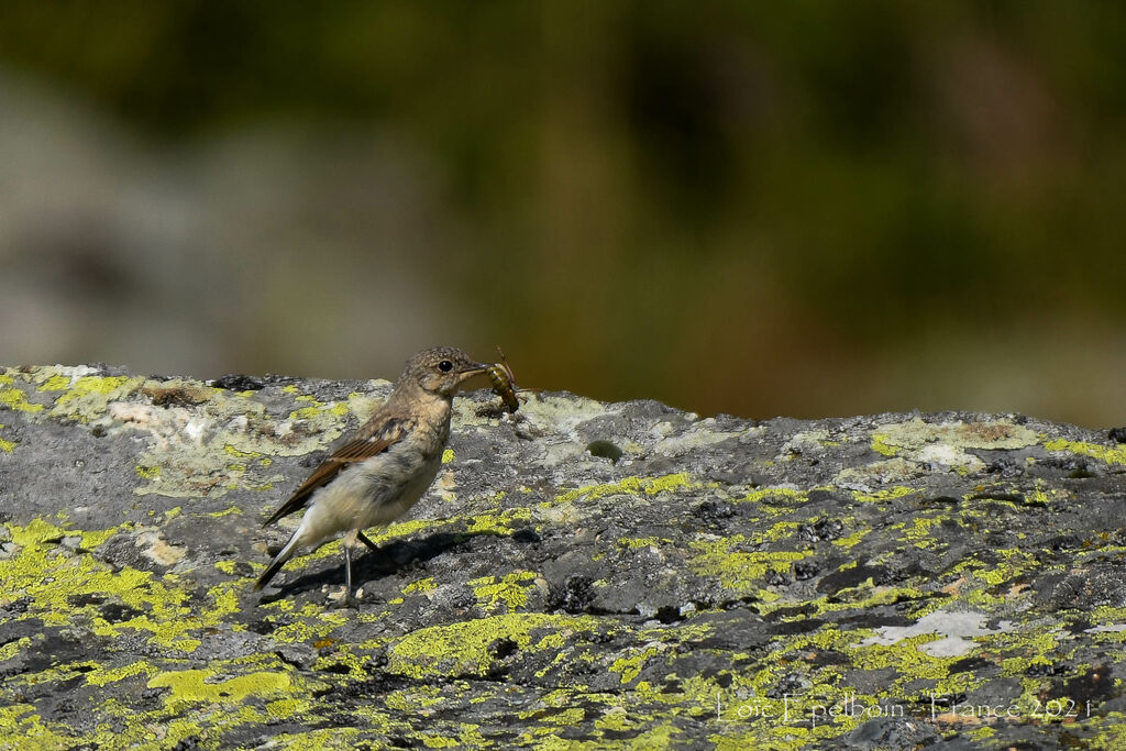 Northern Wheatear