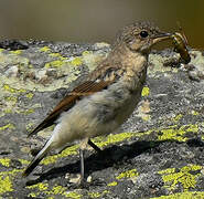 Northern Wheatear