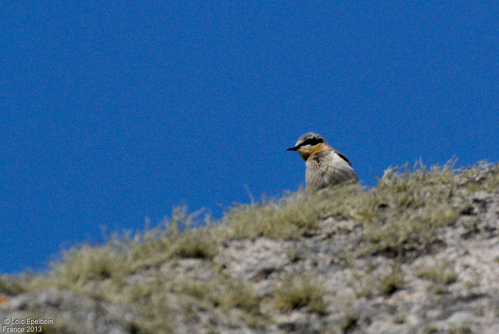 Northern Wheatear