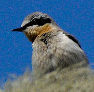 Northern Wheatear