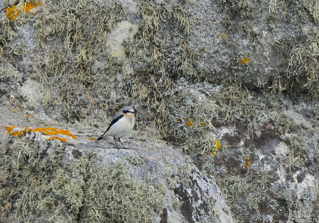 Northern Wheatear