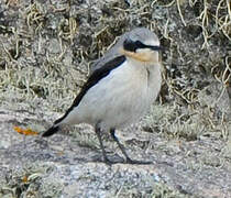 Northern Wheatear