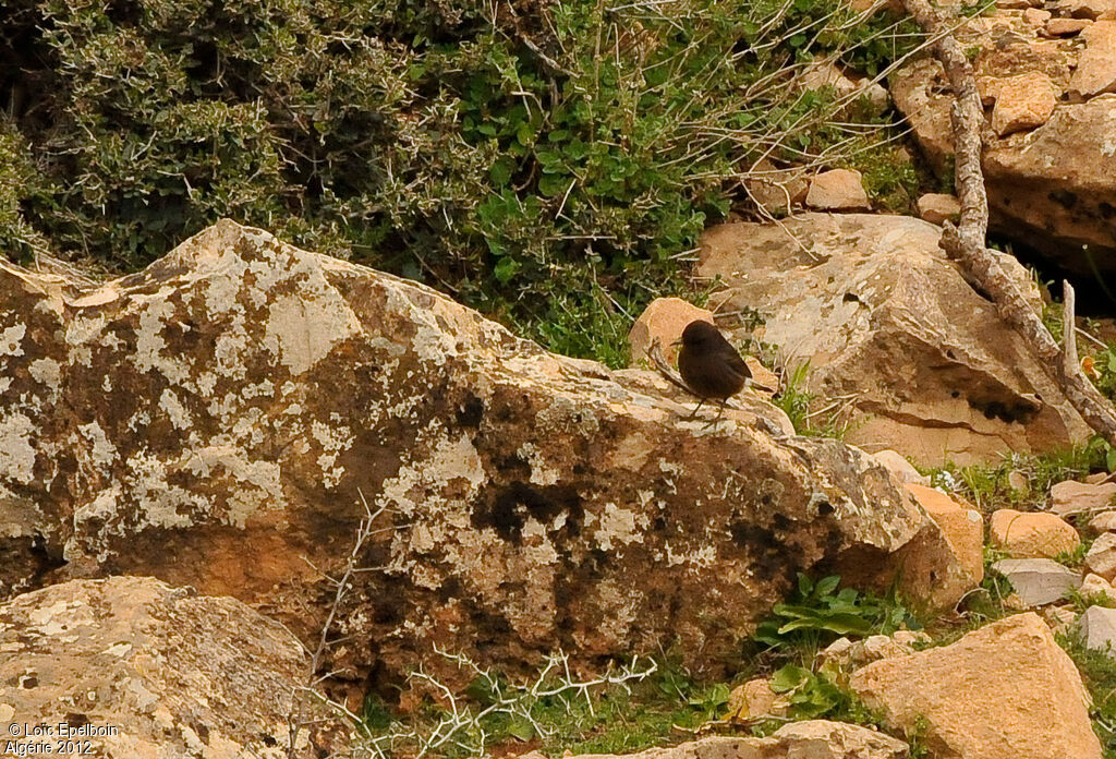 Black Wheatear