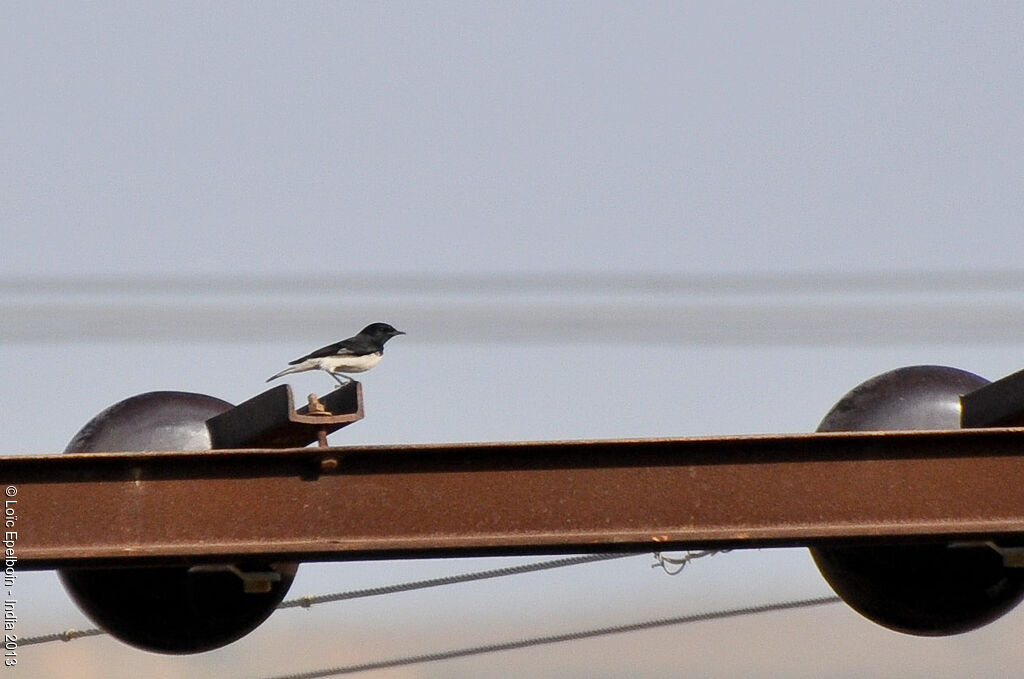 Variable Wheatear