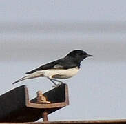 Variable Wheatear