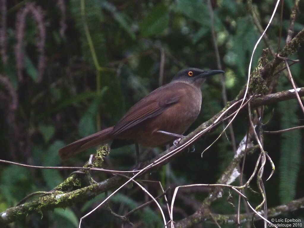 Brown Trembler