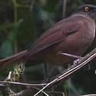 Trembleur brun