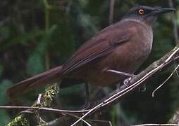 Brown Trembler