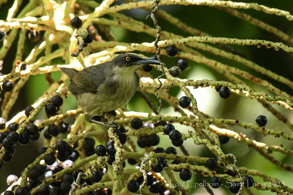 Grey Trembler