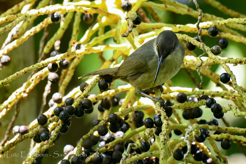 Trembleur gris