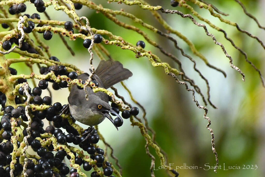 Trembleur gris