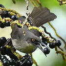 Trembleur gris