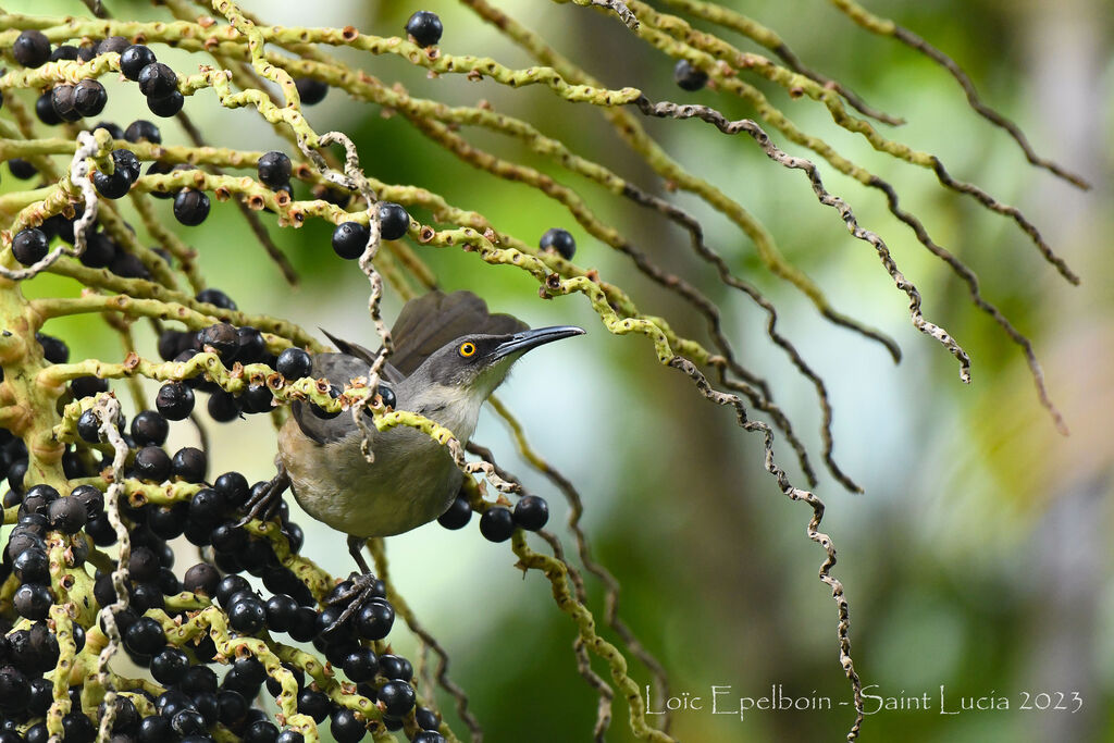 Grey Trembler